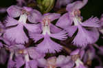 Small purple fringed orchid <BR>Lesser purple fringed orchid